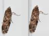 Acrolepia autumnitella